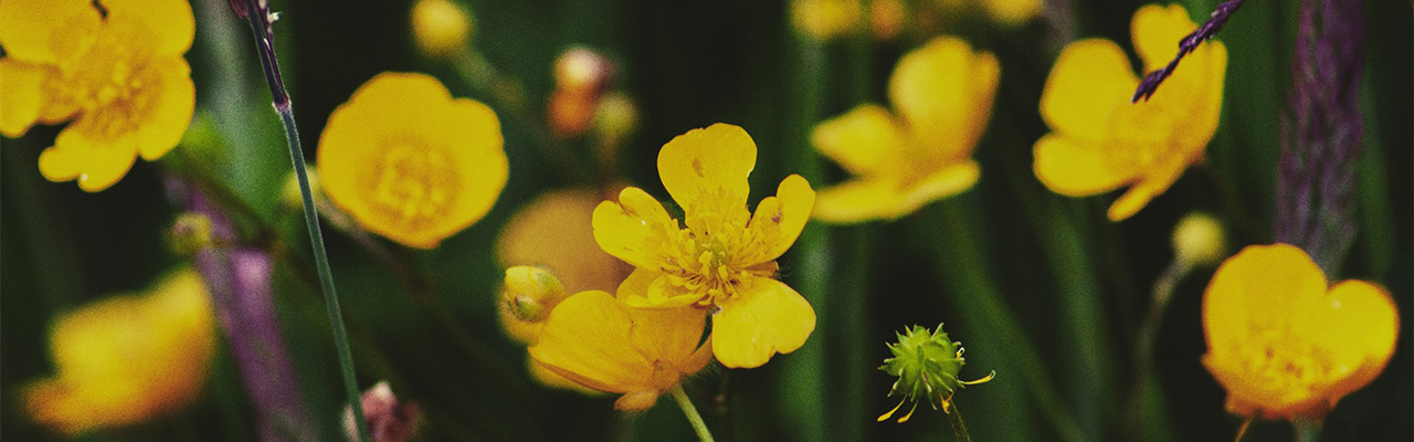 linsospettabile-polline