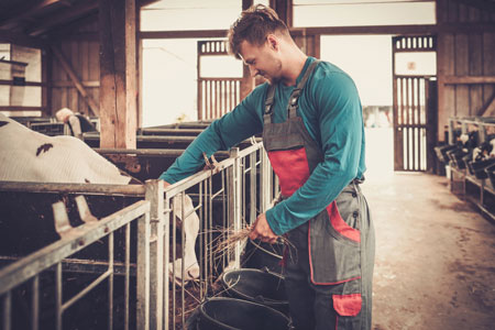 L’estensione dell’art. 56-bis penalizza gli allevatori