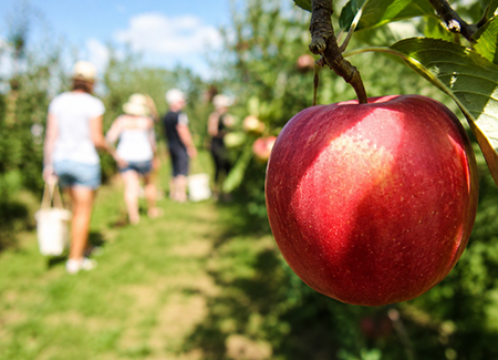 L'ortofrutta ha bisogno del suo turismo