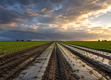 Tari agricola: definiti i criteri applicativi